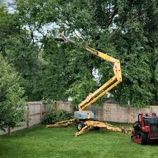 Best Hedge Trimming  in Alamo, CA