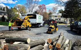 Best Tree Maintenance Programs  in Alamo, CA