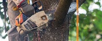 Best Emergency Tree Removal  in Alamo, CA