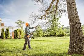 Trusted Alamo, CA Tree Care Services Experts