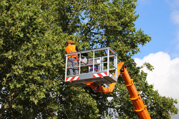 Best Commercial Tree Services  in Alamo, CA