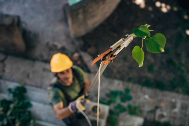 Best Hazardous Tree Removal  in Alamo, CA