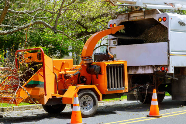 How Our Tree Care Process Works  in  Alamo, CA