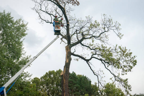 Best Tree Removal  in Alamo, CA