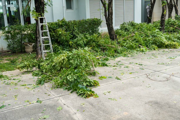 Best Palm Tree Trimming  in Alamo, CA