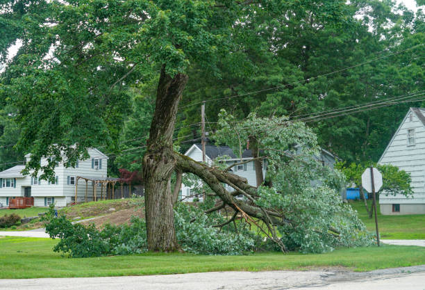 Best Root Management and Removal  in Alamo, CA