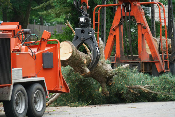 Best Tree Mulching  in Alamo, CA