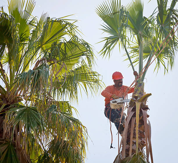 Best Utility Line Clearance  in Alamo, CA