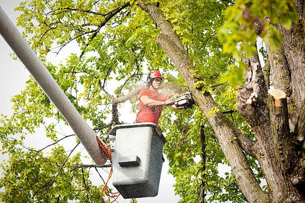 Best Arborist Consultation Services  in Alamo, CA