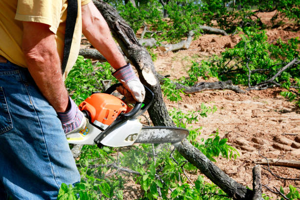 Best Stump Grinding and Removal  in Alamo, CA